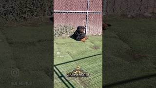 🚨Sunbathing on a cool day😍🥰 explore rottweiler reels rottweilerpuppy puppy pets fyp [upl. by Pryor979]