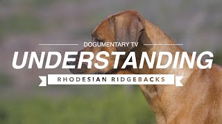 UNDERSTANDING RHODESIAN RIDGEBACKS [upl. by Hill]