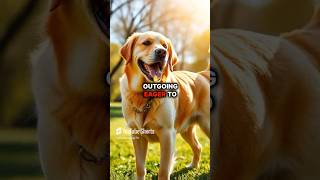 All About Labrador Retrievers [upl. by Yrol868]