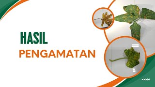 PRATIKUM PENGAMATAN GEJALA PENYAKIT PADA TANAMAN [upl. by Paterson]