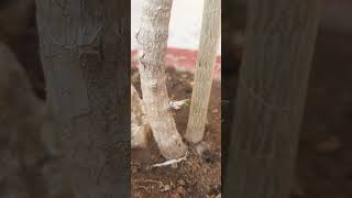 dracena variety songofindia plant gardening easytogrow ytshorts [upl. by Lindblad947]