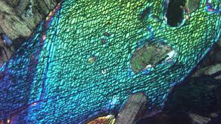 Amphibole hornblende verte au microscope polarisant LPA [upl. by Nuoras]