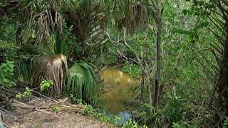 Gator kills dog in Venice [upl. by Jarrell744]