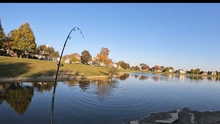 HARD PULLING October Carp Catch [upl. by Tabshey]