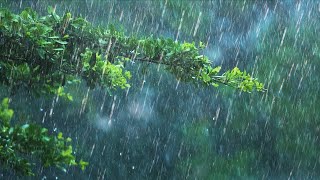 24 Hours Rain amp Thunder  Rainstorm Sounds for Sleep Studying or Relaxation  Nature White Noise [upl. by Elleirad692]