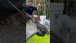 Dwarf Caiman Training amp Duckweed Introduction reptiles [upl. by Kirsteni]