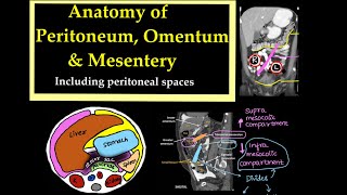 Anatomy of PeritoneumOmentum and Mesentery Including peritoneal spaces l radiology [upl. by Ambrosius194]