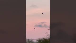 A Pair Of Roosting Magpies Before Halloween birds avian nature [upl. by Gorges108]