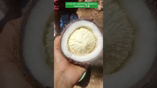 Wood pressed coconut oil🥥 To order our farm fresh products kindly click wwworganicfarmerstore👍reel [upl. by Biddle596]