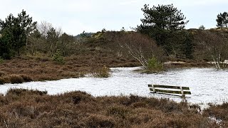 Nat natter natst dieren en planten zoeken nieuwe balans vanwege kletsnatte duinen [upl. by Adnawal]