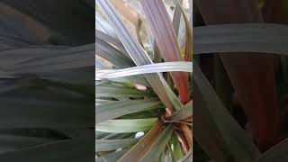 Phormium Pink Mist nature relaxingsound shortvideo houseplants 😌❤️ [upl. by Domineca379]