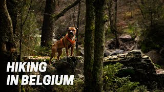 Hiking with Staffords Ep 3  Belgian Ardennes [upl. by Brandes488]