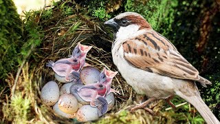 How Mother Sparrow Laying Eggs And Feeding Her Babies [upl. by Anytsirk]