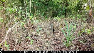 Armadillo Jaguarundi and Natures Sounds A Forest Immersion [upl. by Airaet421]