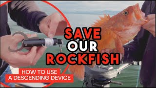 How to use a Descending Device to Preserve Rockfish Bycatch [upl. by Tannenwald]