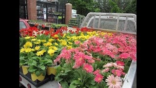 How to Grow Gerbera Plant Easy Way [upl. by Narhem]