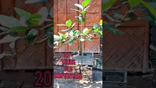 Banyan tree bonsai pruningcutting amp waring banyantree bonsai terracegarden gardening [upl. by Mufi192]