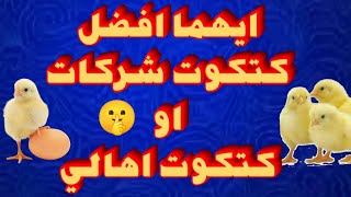 الفرق بين كتكوت الشركات وكتكوت الاهالي في دواجن التسمين [upl. by Livingston]