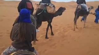 Nicholsons Camel Trek  Erg Chebbi Dunes Sahara Desert [upl. by Essam]