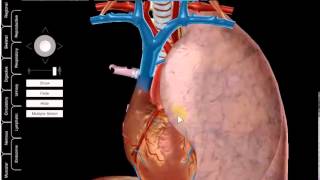 ascending thoracic aorta and pulmonary trunk DR SAMEH GHAZY [upl. by Calise]