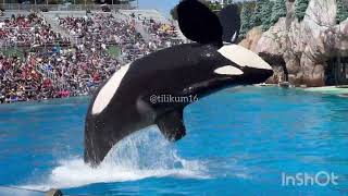 Orca Encounter Full HD Oct 28 2023  SW San Diego [upl. by Hctim]