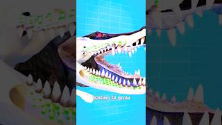 Ever wondered how crocodiles can keep chomping even after losing a tooth 🐊🦷facts shorts [upl. by Maccarthy997]