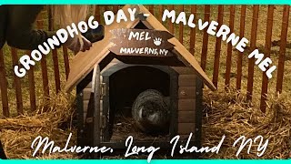 Malverne Mel  Groundhog Day 2024 Spring prediction [upl. by Walkling]