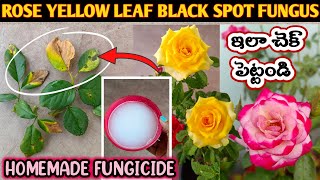 Rose Plant Growing Tips  Rose Plant Care How to Treat Black spot on Roses Save Rose Plant gulabi [upl. by Connors30]