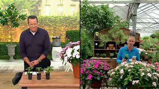 Cottage Farms 3Piece Next Gen SunPatiens Live Plants on QVC [upl. by Nancy361]