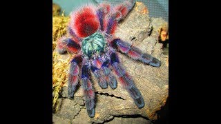 Ficha de cuidados de la Tarántula Avicularia versicolor [upl. by Pharaoh556]