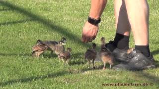 Green peafowl chicks free walk impressions 15 1 [upl. by Favianus]