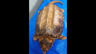 Alligator snapping turtle vs Pineapple ワニガメ Shorts [upl. by Lynnet]