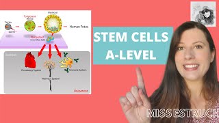 STEM CELLS Totipotent pluripotent multipotent and unipotent Learn how iPS cells are made [upl. by Nela]