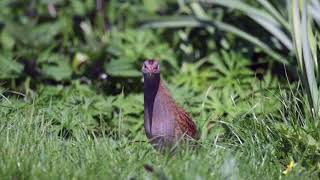 Corncrake May 18 [upl. by Spain]