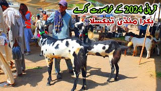 Friday Taxila Bakra Mandi Latest Update 24 May 2024  Bakra Eid Qurbani 2024 K Bakry [upl. by Zumstein642]