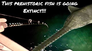 I WAS NIGHT FISHING WHEN THIS HAPPENED The prehistoric and endangered Sawfish  and Goliath grouper [upl. by Yeslah]