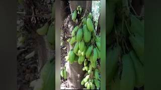 Bilimbi garden nature homegardens farming viralshort shortsfeed [upl. by Cilegna]