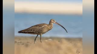 Birds of pulicat [upl. by Sandye]