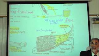 ANATOMY MYOLOGY PART 1 CHARACTERISTICS OF MUSCLES by Professor Fink [upl. by Ellevehs495]