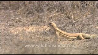 Indian spinytailed lizard in Rajasthan [upl. by Branca]