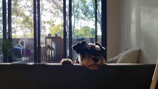 Spiky the mini schnauzer looking at his mum Thursday afternoon [upl. by Iuq]