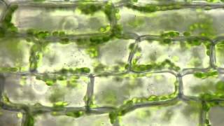 Cyclosis of chloroplasts in Elodea canadensis [upl. by Corabella]