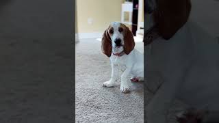 Basset puppies win… every time 🌸 shortsvideo [upl. by Fan584]