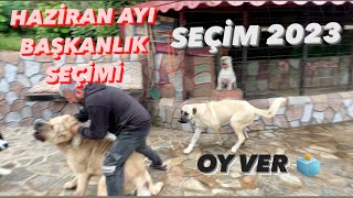 ALCAPONE HÂLA İNTİKAM KOVALIYOR SON ANDA YETİŞTİM [upl. by Yelrehs310]