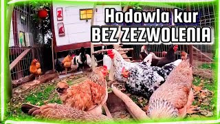 Hodowla kur bez zezwolenia  Ile kur wolno hodować bez pozwolenia [upl. by Reames]