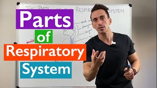 Parts of the Respiratory System  Overview [upl. by Junna873]