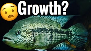 Dovii Cichlid Growth Rate  Wolf Cichlid Size [upl. by Ahsilahk]