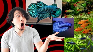 Community Aquarium Vibes 🌊  Betta Rummy Nose Tetra Serpae Tetra amp Black Neon Tetra fypシ゚viral [upl. by Salvador]