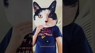 面具恶作剧 funnyvideos funnyanimals funnytiktok kitty funny funnycat cats cutecat [upl. by Oravla]