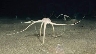 Brittle Star  Unusual sea creatures that have lived for 500 million years [upl. by Cirdet]